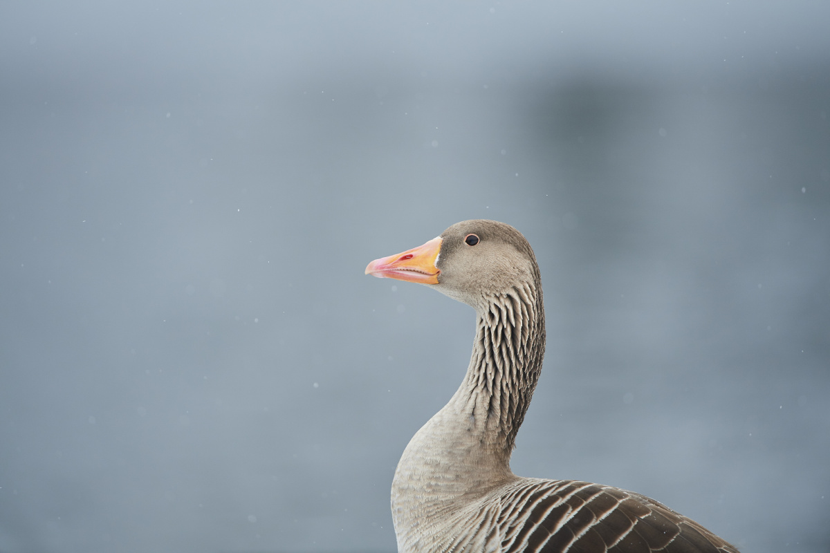 你是医我的药 - 私房, 情绪, 人像, 尼康 - 纶迩 - 图