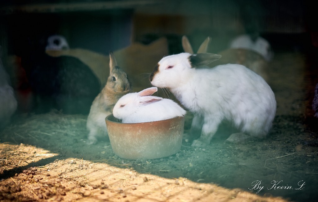 农场的小兔子 - 动物, 标头, 意大利, 索尼, 无反,