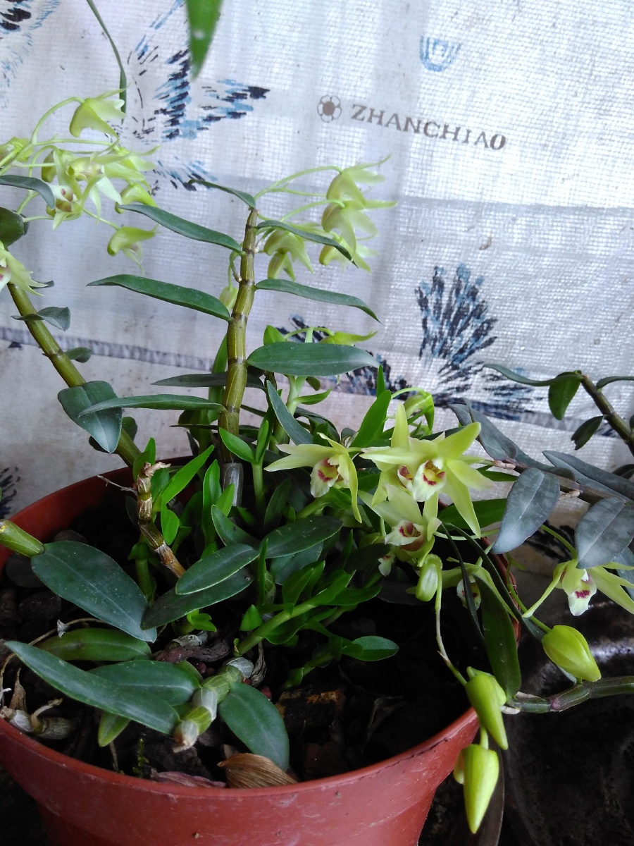 石斛花开泡水喝吧 - 木十八子 - 图虫