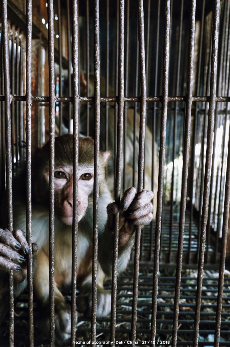 马戏团里的猴子