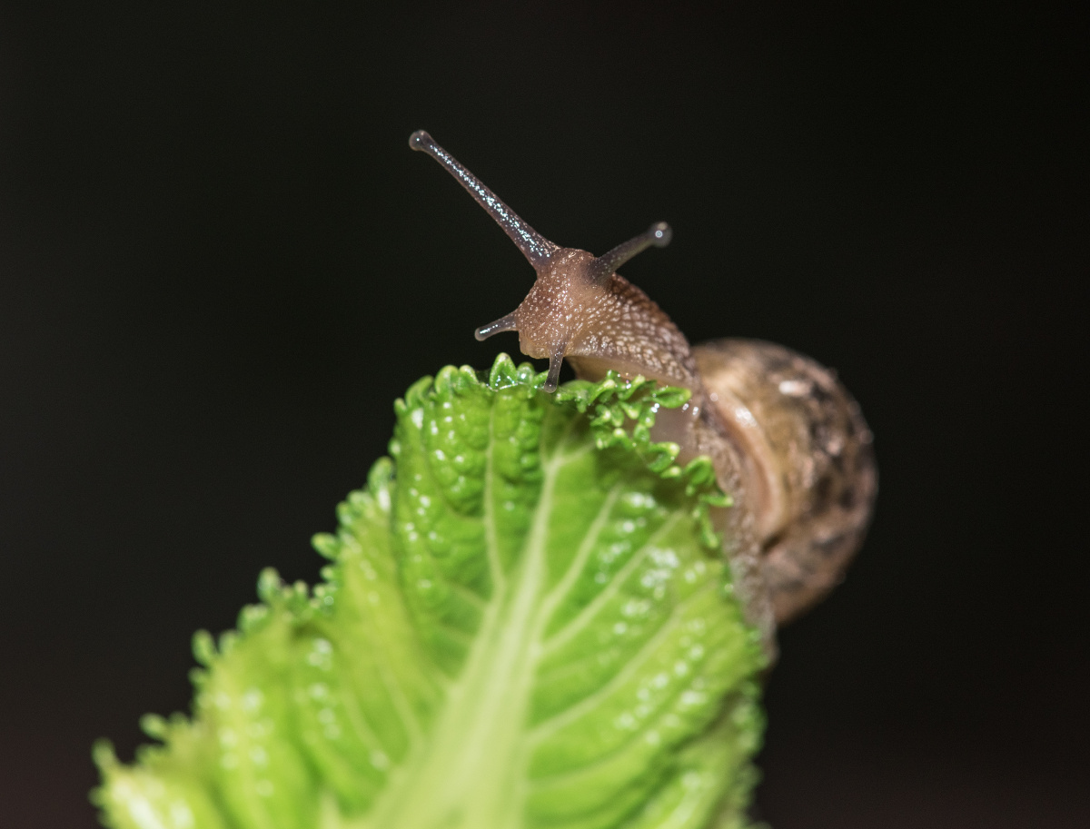 蜗牛与青菜叶
