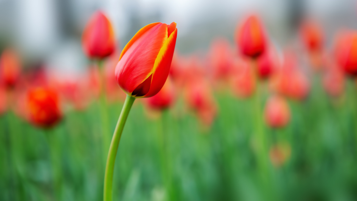 含苞待放郁金香