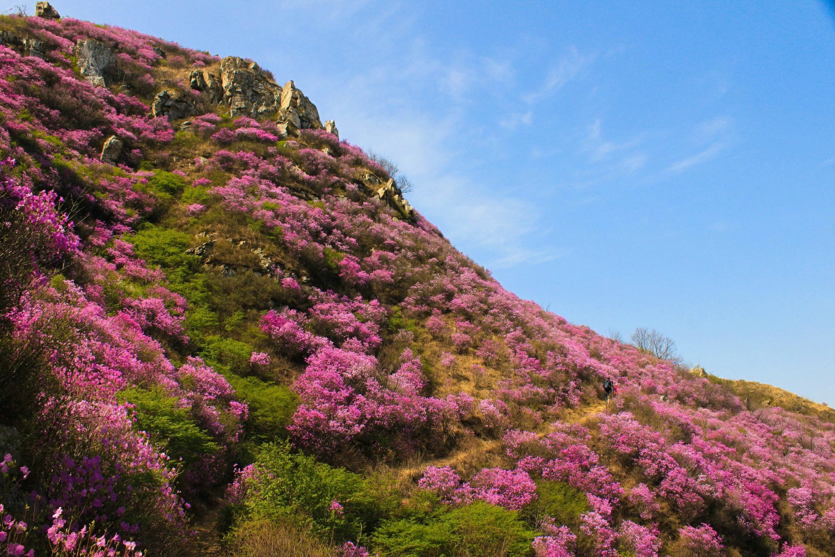 杜鹃坡风光