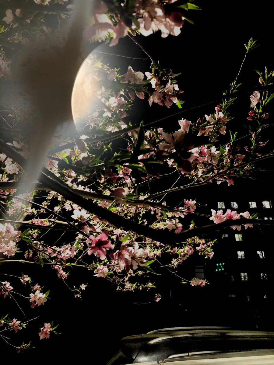 夜晚的桃树开花啦