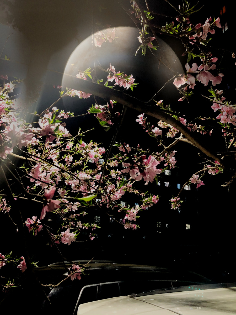 夜晚的桃树开花啦