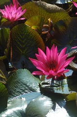DSC_1837_00046