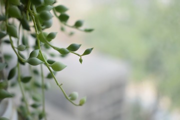DSC_0029 (2)
