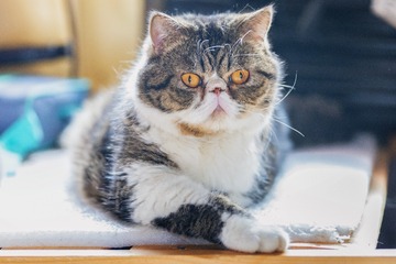 255990