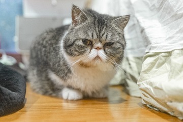 85776