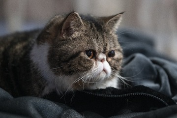 85787