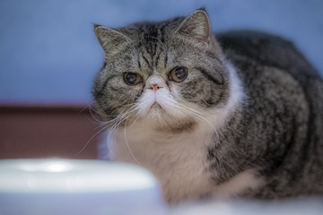 22744
