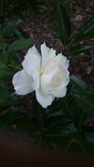 IMG_20160609_103514
