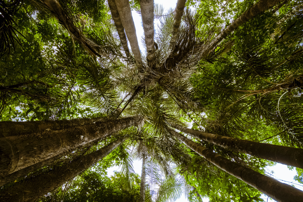 亚马逊河热带雨林