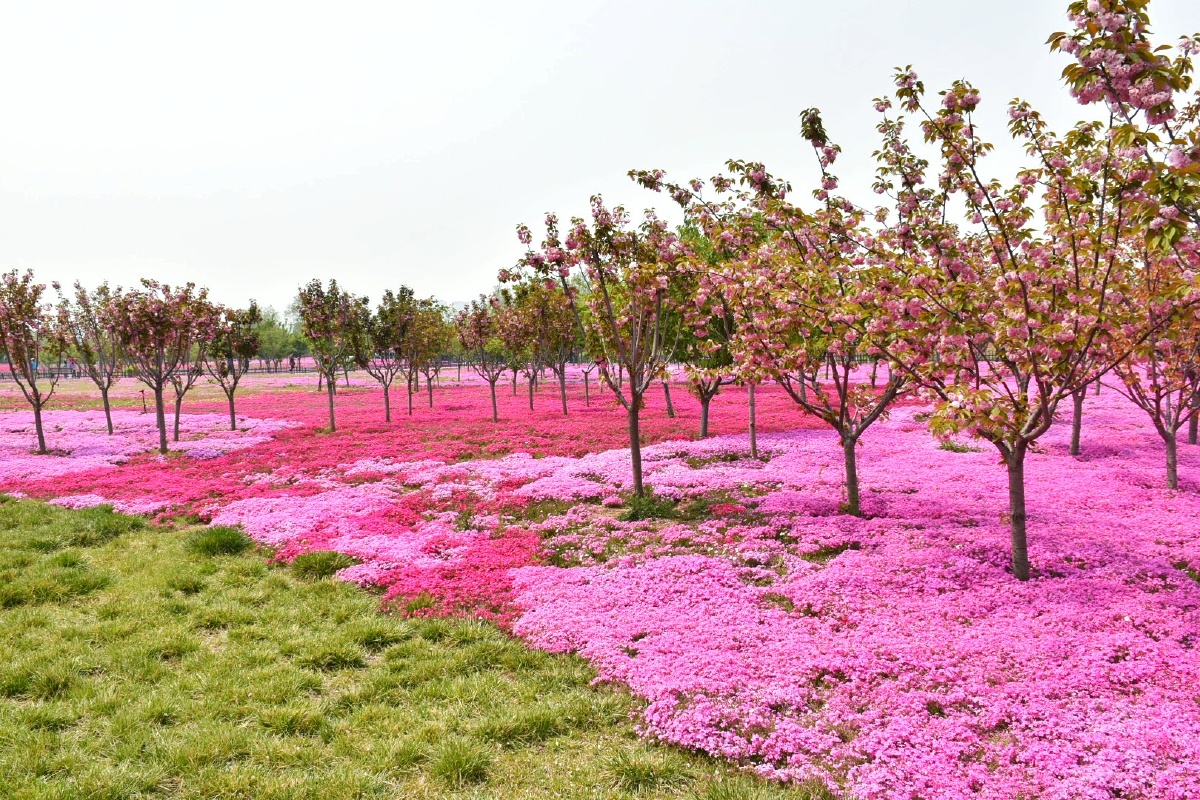 打卡淄博文昌湖度假区知音花好美