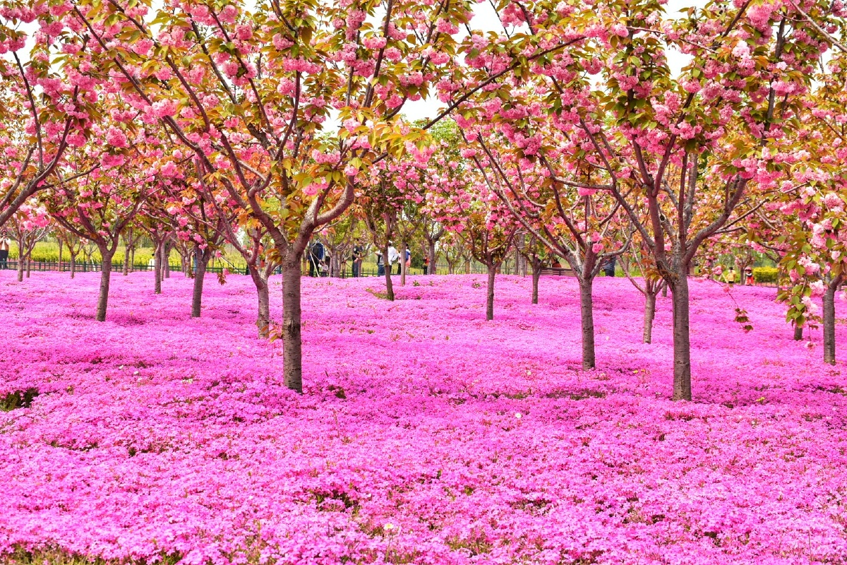 打卡淄博文昌湖度假区知音花好美