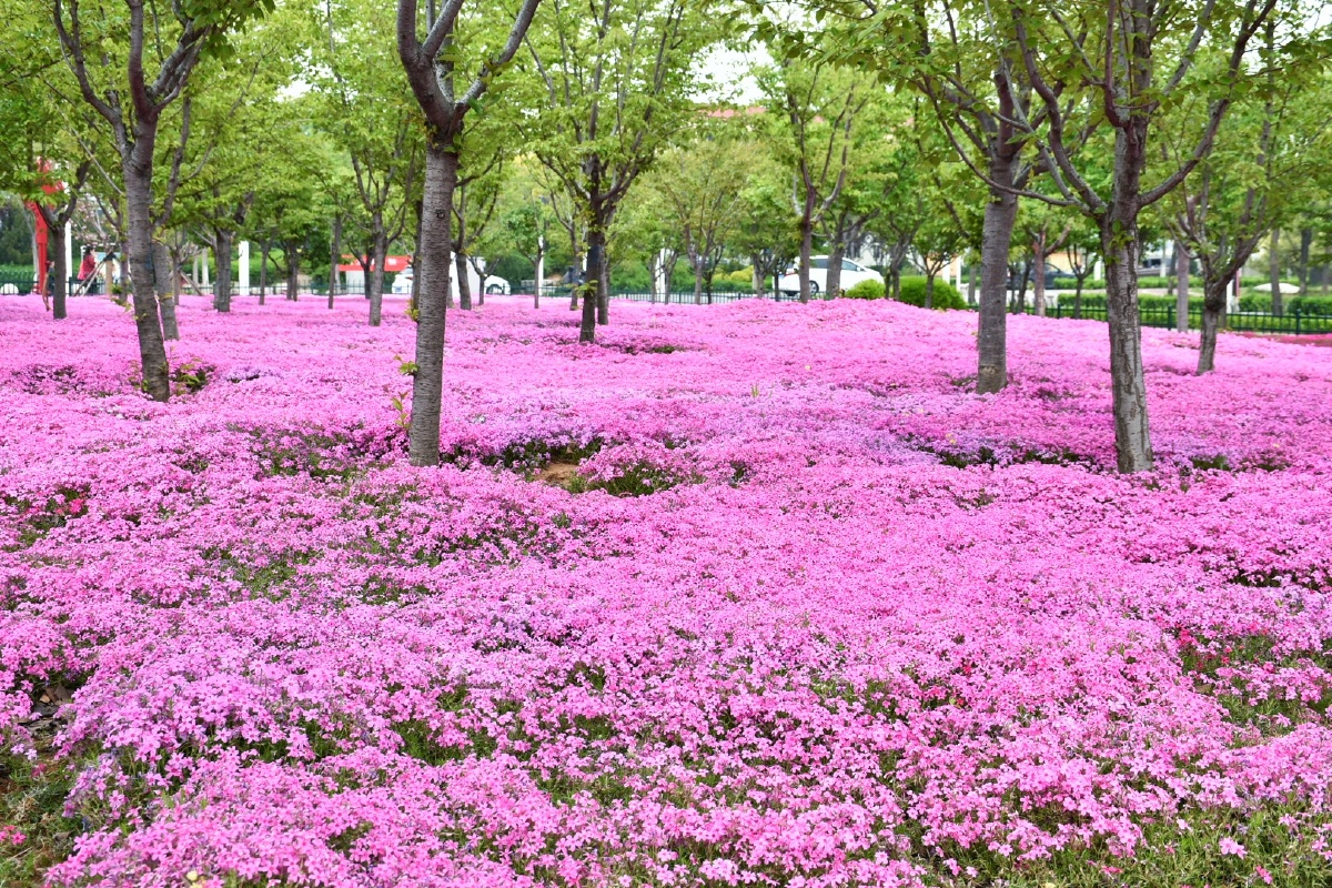 打卡淄博文昌湖度假区知音花好美