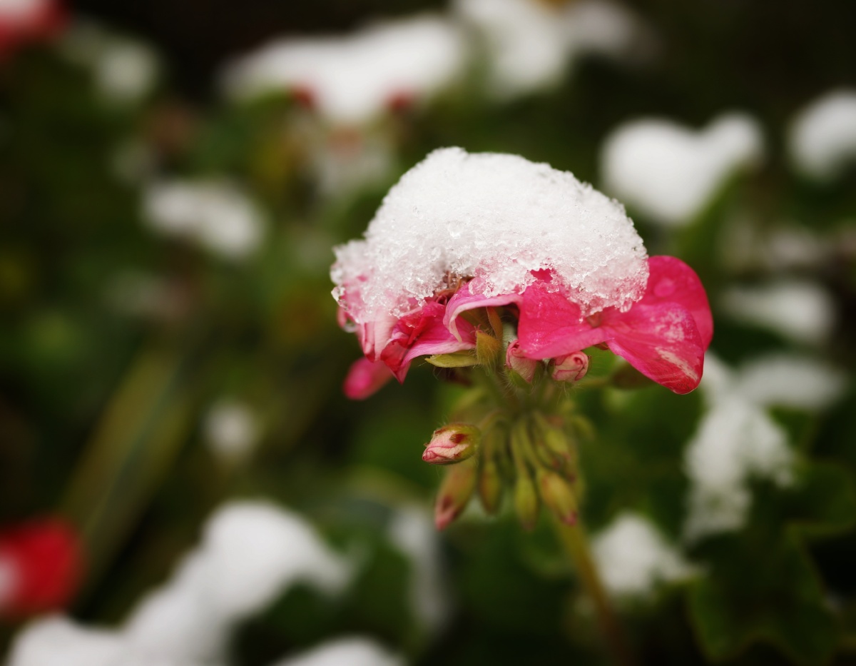 蓉城首雪之雪中花故作小红桃杏色尚余孤瘦雪霜姿