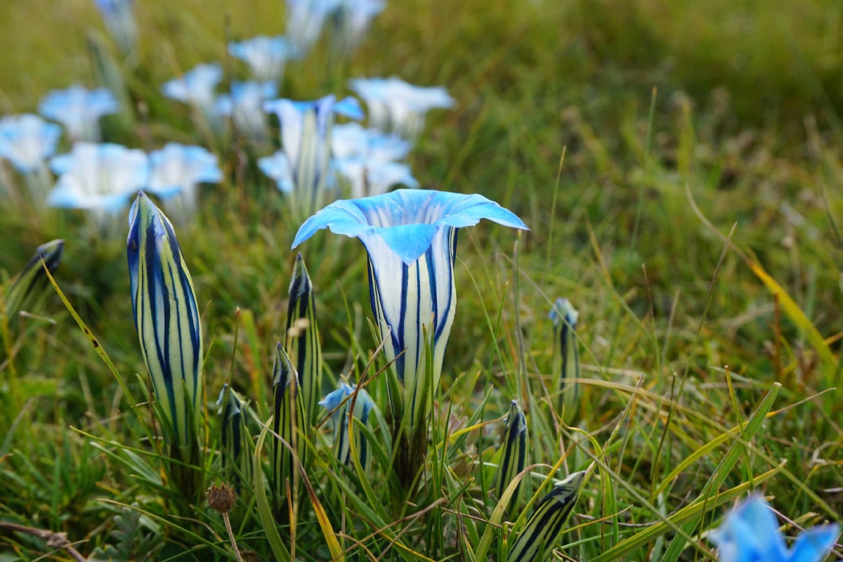 你好,祁连草原的蓝玉簪龙胆