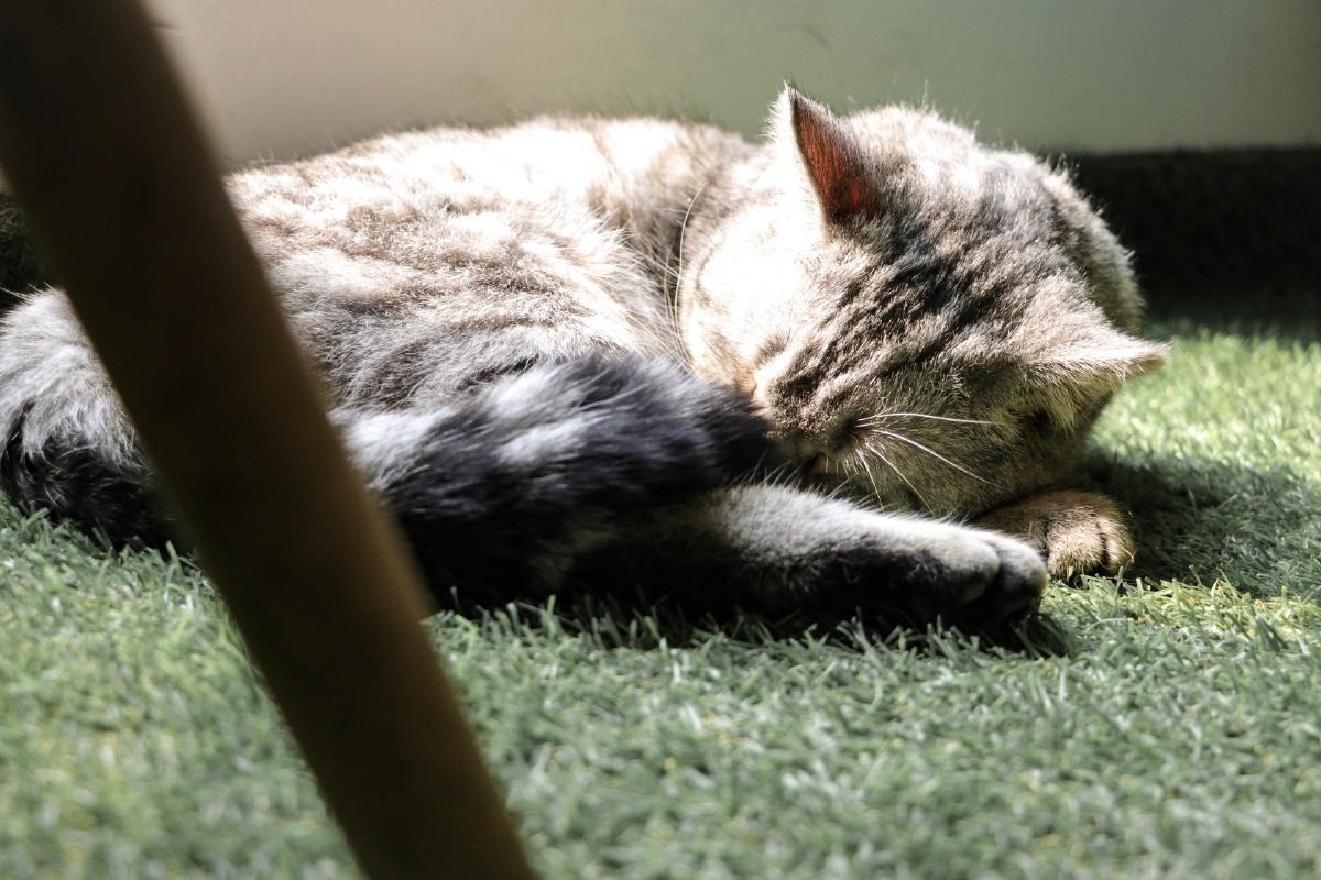 一只会抓镜头的猫 - 宠物, 佳能 - 沙沙沙小沙