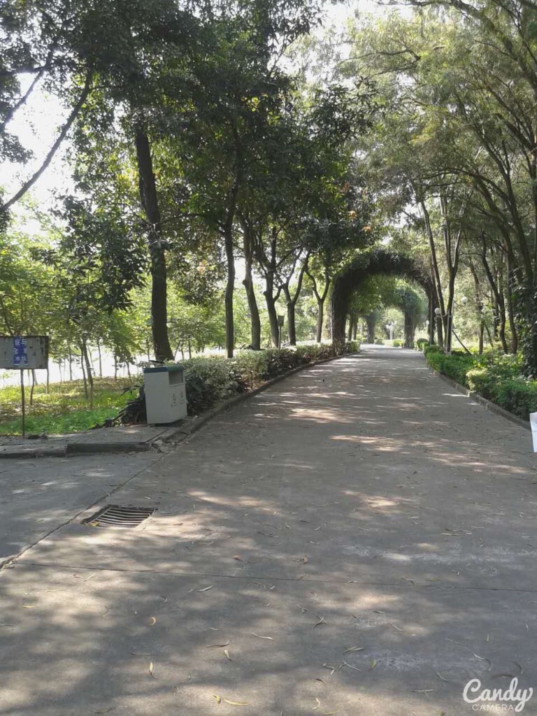 朝晖路，我们又称之为情人路。