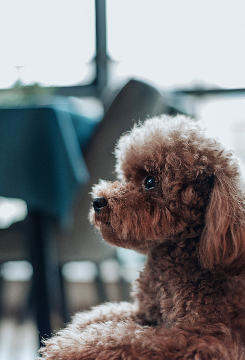 忧郁的狗呆萌00