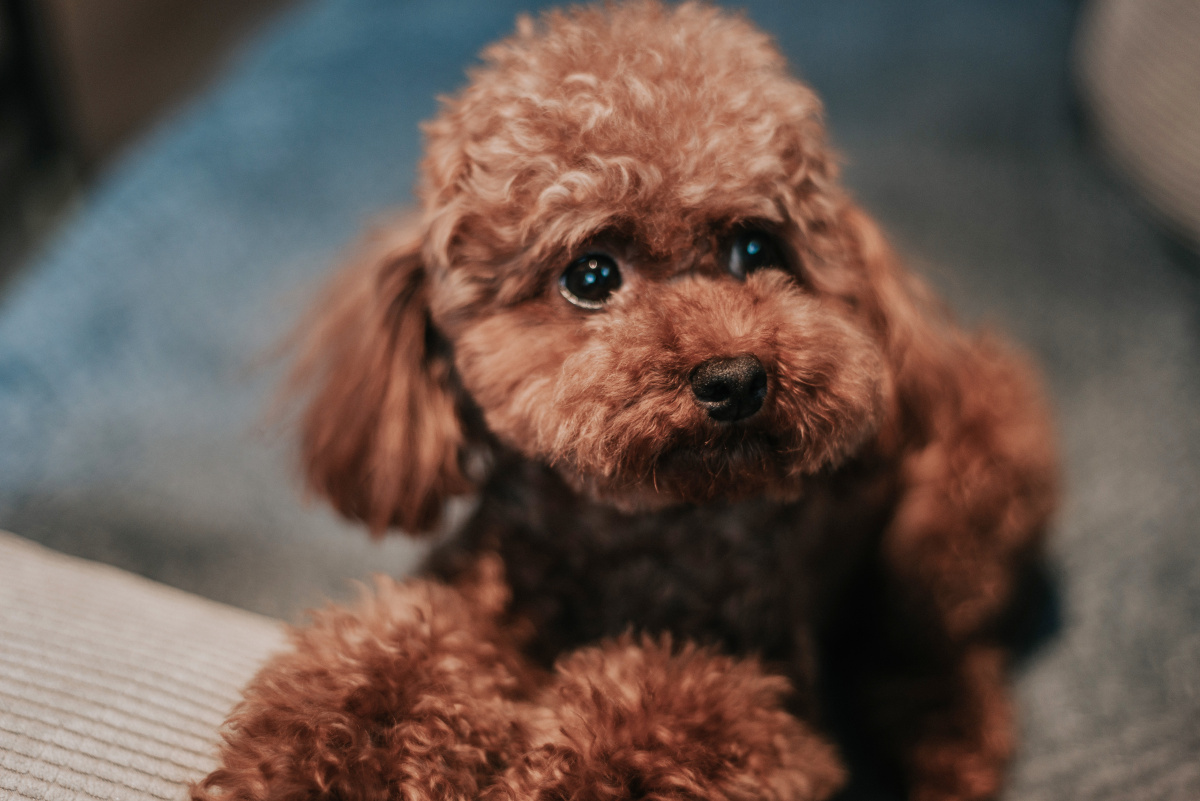 忧郁的狗呆萌00