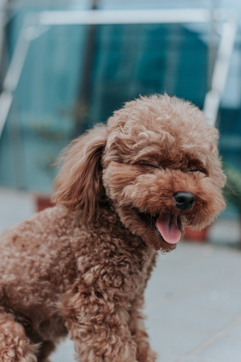 忧郁的狗呆萌00