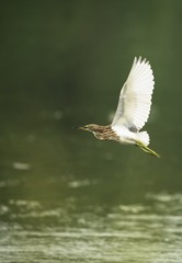 1562751