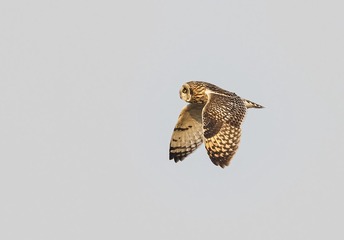 2019045