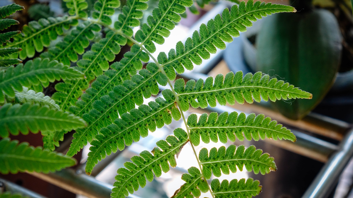 胖黑rx10 ii - 夏桑菊 - 图虫