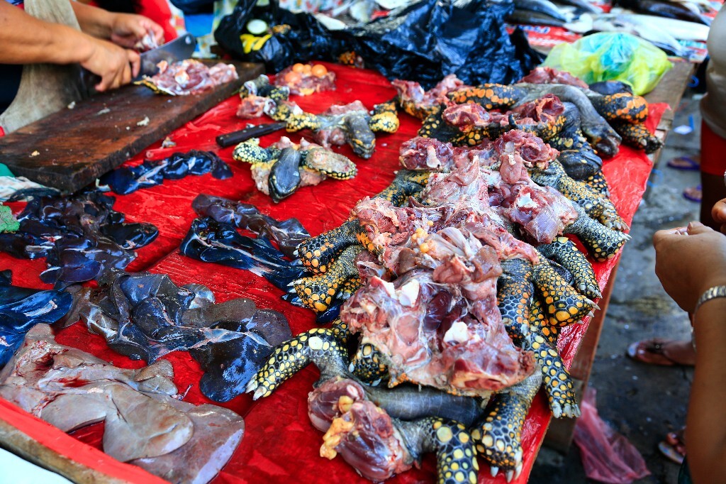 当地市场上卖的野生的乌龟肉，当地人认为吃乌龟肉可以壮阳