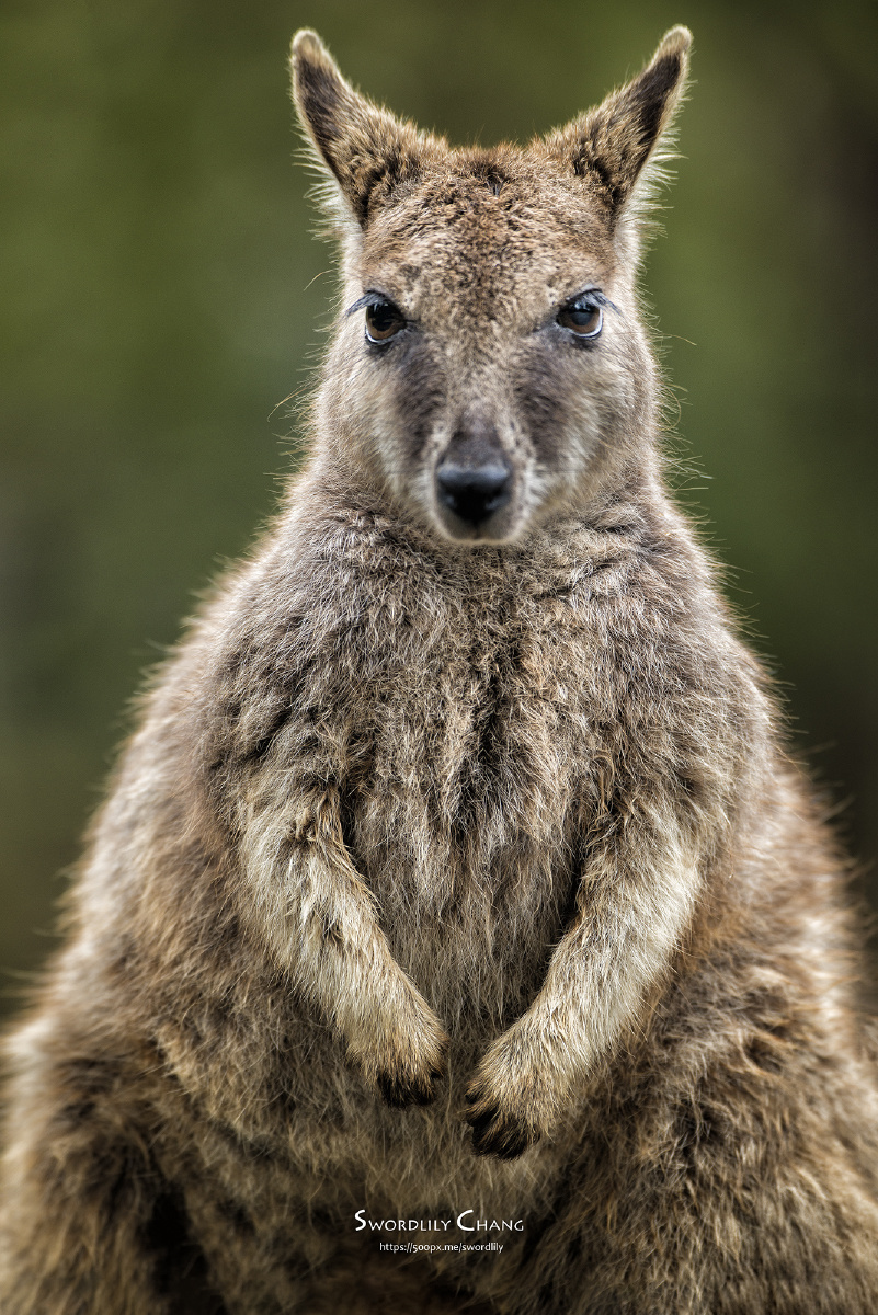 这种北澳大利亚的迷你小袋鼠,呆萌呆萌的,看到人来也不怎么害怕.