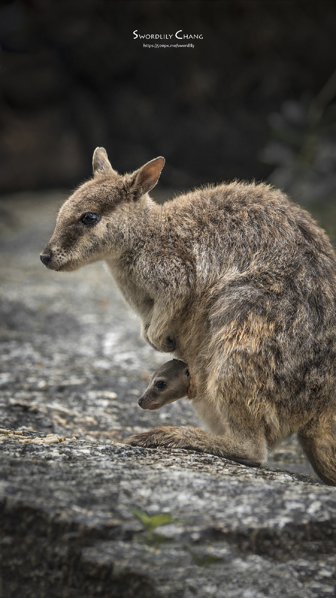 这种北澳大利亚的迷你小袋鼠,呆萌呆萌的,看到人来也不怎么害怕.