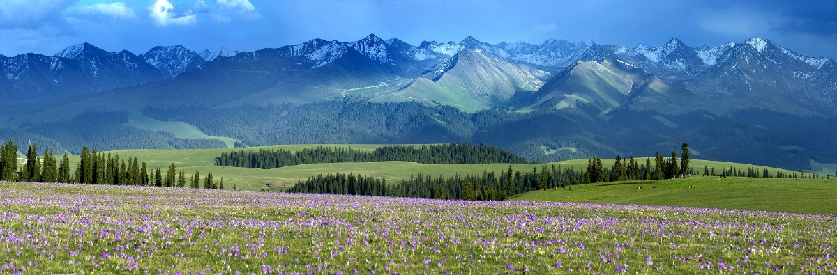 [各位看官请略读拙作,再观赏图片,意境更好]这时喀拉峻的草,碧绿清新