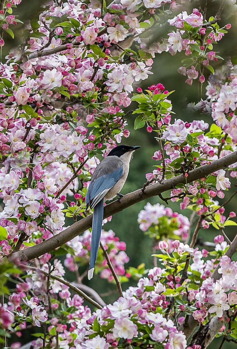 快来当第一个打赏的人吧我们这群拍海人花樱桃木植物#海棠#喜鹊春天
