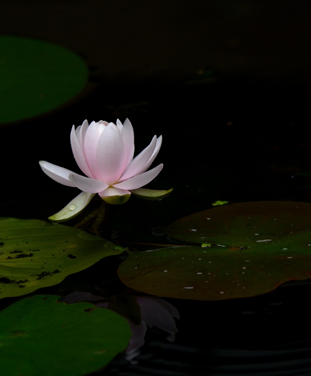 荷月拍荷 - 摄影师156595391727785 - 图虫