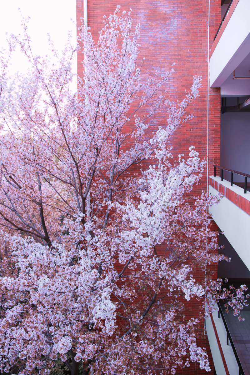 交大东上院的樱花开了