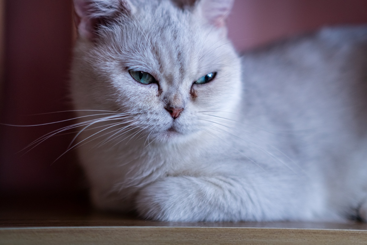 喵星人高傲小眼神