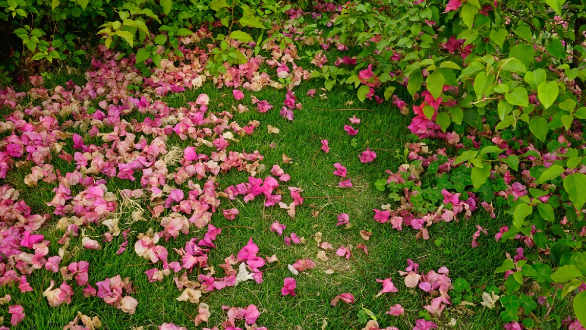 落花有意随流水