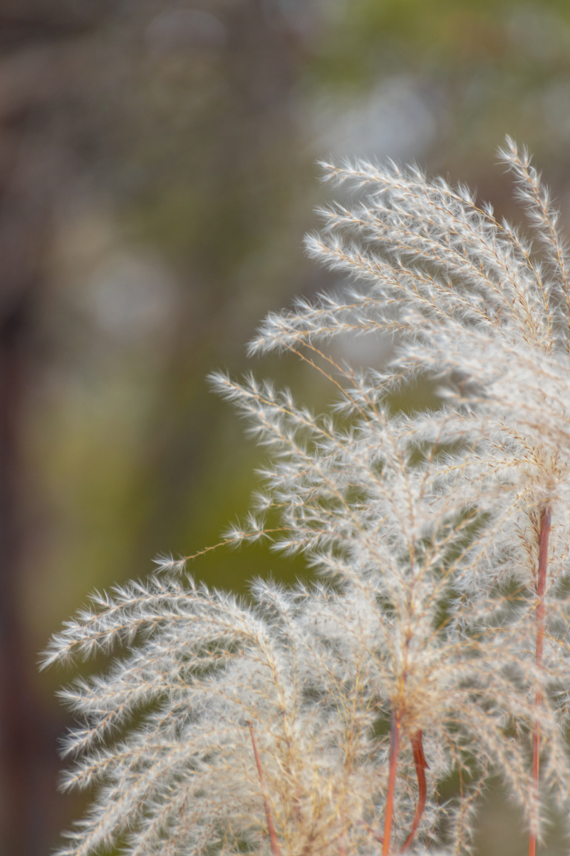 秋季芦苇植物特写 - austinphotogragh - 图虫