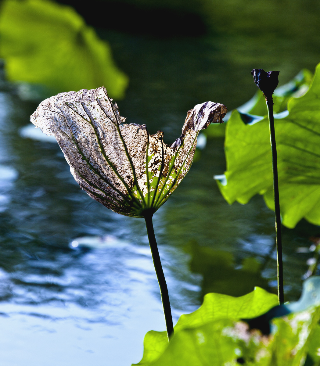 秋荷 - 自然 - 人间好时节6263