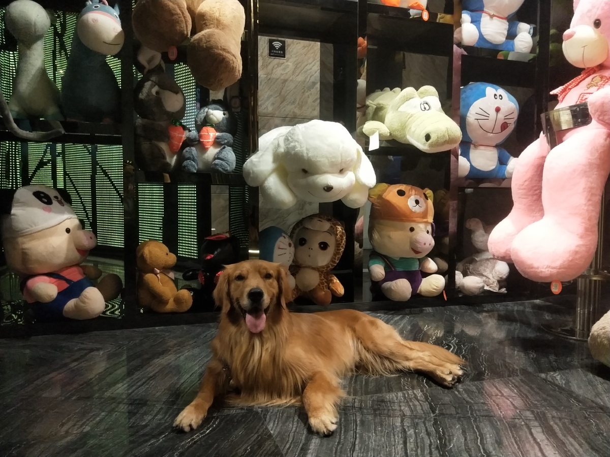 宠物店里的金毛不调皮