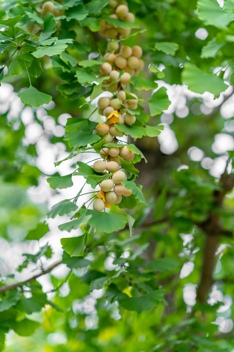路边的银杏果果密密麻麻结满了