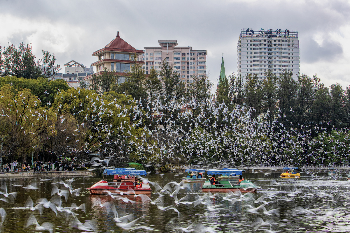 海鸥群飞2021年12月18日云南省昆明市翠湖公园