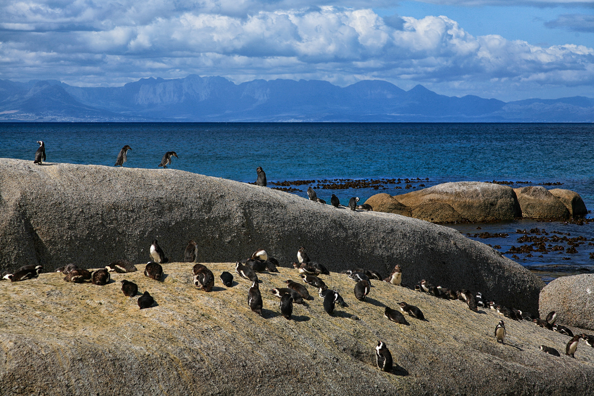 企鹅岛2006年10月1日南非企鹅岛老照片
