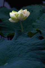 297E921C-A0B7-49BB-9527-11A424F055E6/L0/001