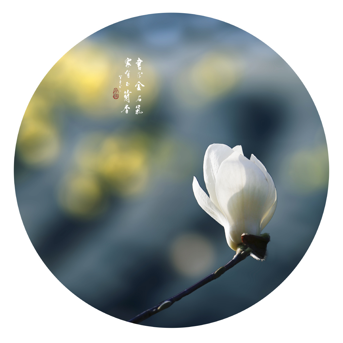 安静婉约的玉兰花