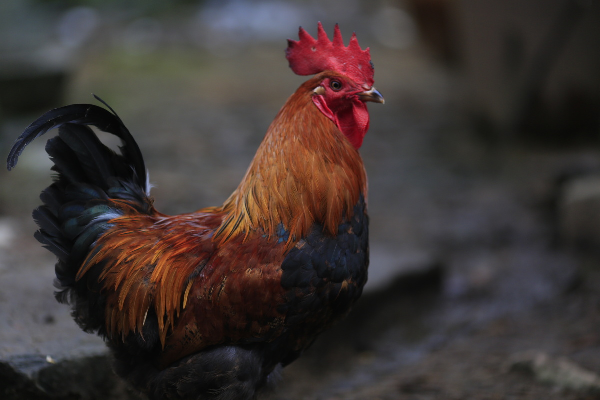 大公鸡