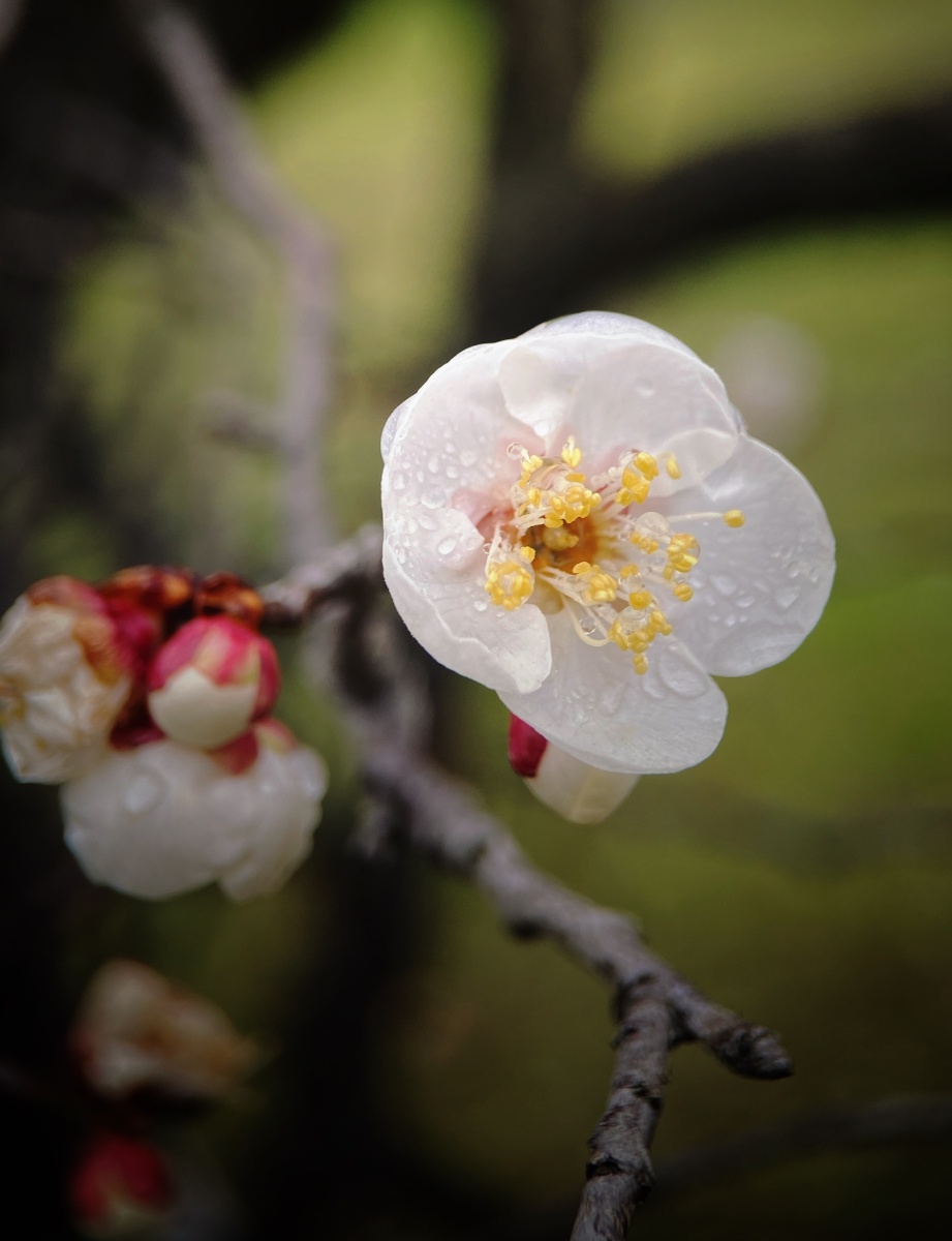 雨后梅花