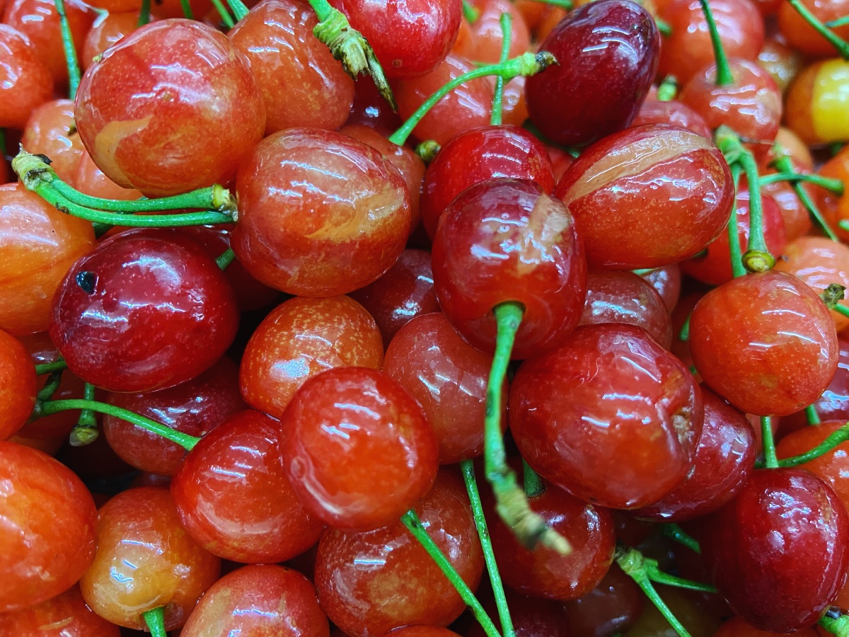 本地樱桃肉质厚水份足